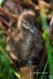 Limpkin;Aramus-guarauna;Chick;Juvenile;Nest;One;one-animal;avifauna;bird;birds;f